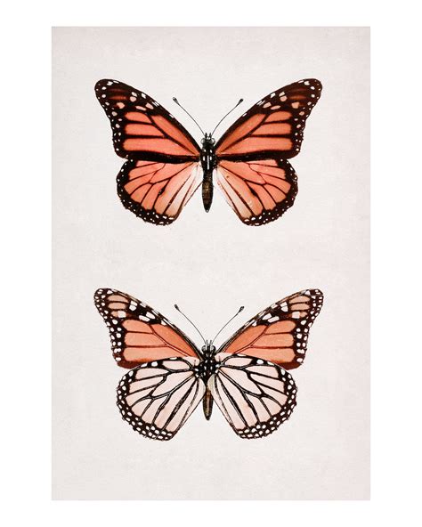 Monarch Butterfly Danais Archippus Vintage Premium Photo Rawpixel