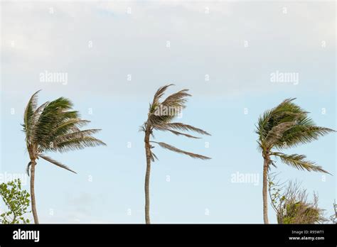 Three Palm Trees Palms Swaying Moving Shaking In Wind Windy Weather
