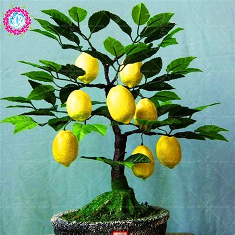 Pcs Edible Fruit Meyer Lemon Bonsai Exotic Citrus Bonsai Lemon Tree