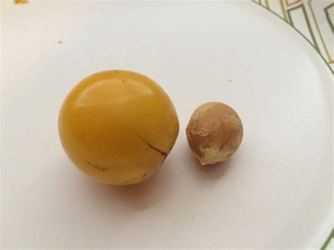 Small Round Yellow Fruit Rona Mantar