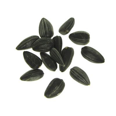 Sunflower Seeds PNG Transparent Image Download Size X Px
