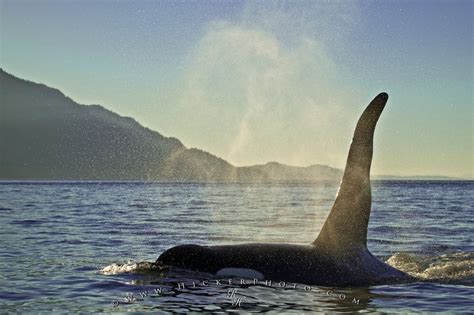 Orca Killer Whale Sunset Johnstone Strait Photo Information