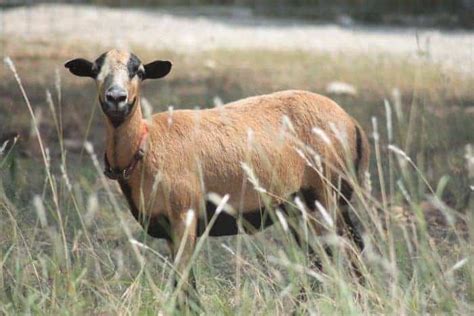 13 Hair Sheep Breeds You Should Know About Abby Web Services