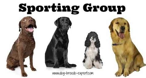 What Dog Breeds Are In The Sporting Group