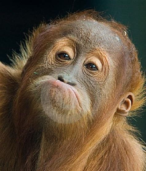 Images Of Funny Animal Faces