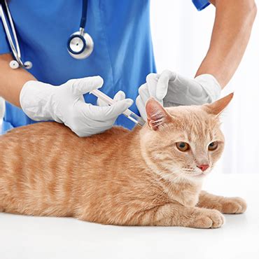 Taking antiviral drugs may reduce the length of your illness. Cat vaccines - PDSA