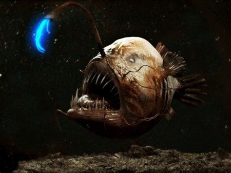 Angler Fish Size Range From 2 To 18 Cm In Length With Some Species