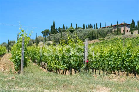 Vinyard In Tuscany Stock Photo Royalty Free Freeimages