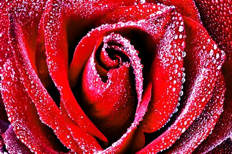 Free Photo Red Rose With Dew Drops Abstract Pure Love Free
