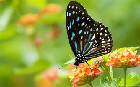 Butterflies Amazing Full Screen Hd Wallpapers Desktop