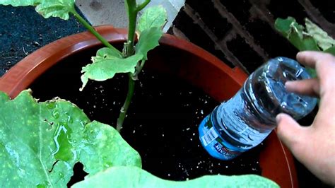 How To Make A Drip Water Irrigation System For A Container Garden Youtube