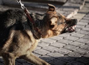 How to help an aggressive dog. Help for Leash Aggression | Karen Pryor Clicker Training