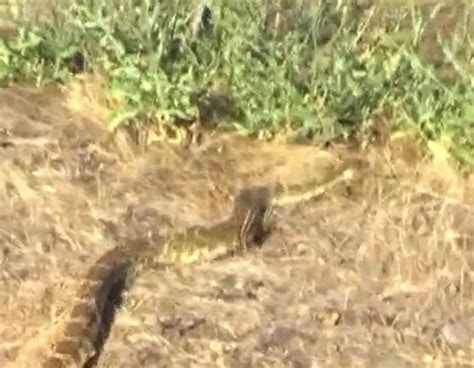 Pregnant Us Mother Risks Her Life By Sucking Rattlesnake Venom From Son