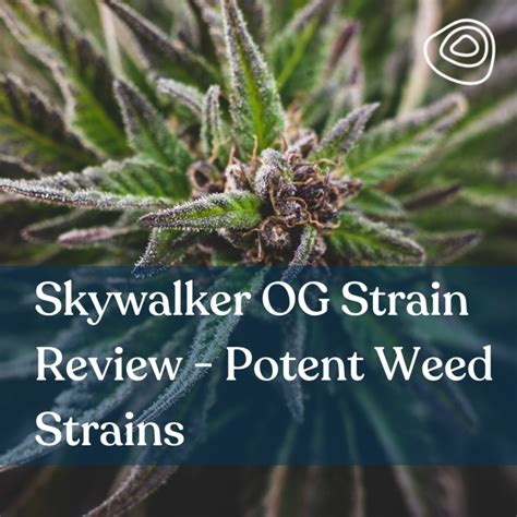 Skywalker Og Strain Review Potent Weed Strains