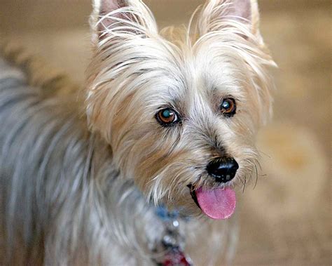 Silky Terrier Dog Breed Information And Characteristics Daily Paws