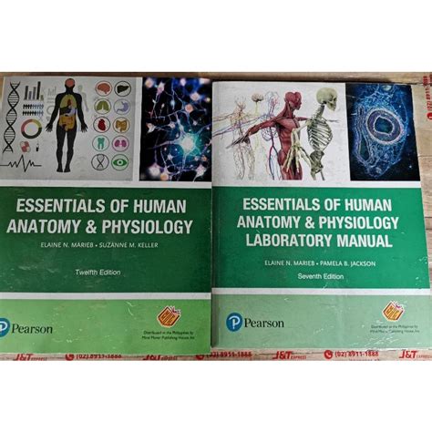 Essential Of Human Anatomy And Physiology 12th Edition By Elaine N