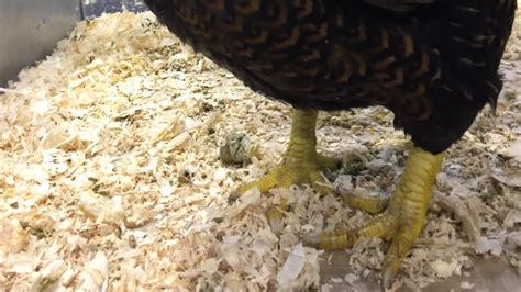Scaly Leg Mites In Chickens How To Identify Treat With Photos