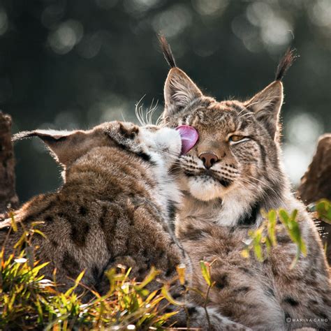 Stunning Photographs Of Wild Animals By Marina Cano Demilked