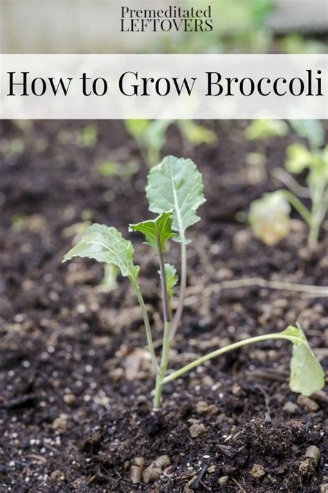 Tips For Growing Broccoli In Your Garden