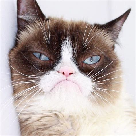 Grumpy Cat Raww Grumpy Cat Grumpy Cat Good Cats