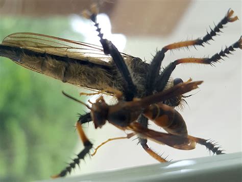 What Eats Wasps 5 Types Of Wasp Predators Whats That Bug