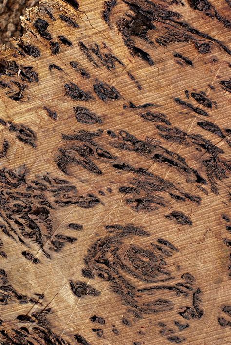 Ww78 Wood Texture Burl A Macro Wood Grain Texture Shot Flickr