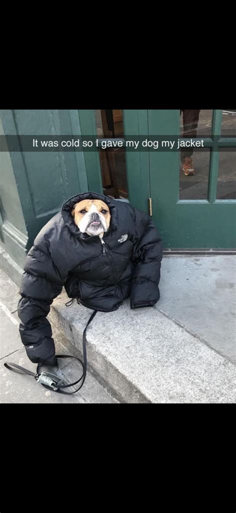Psbattle Dog Wearing Jacket Rphotoshopbattles