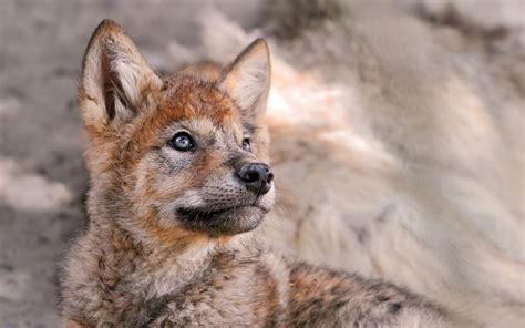 Cute Wolf Cub Wallpapers Photos Cantik