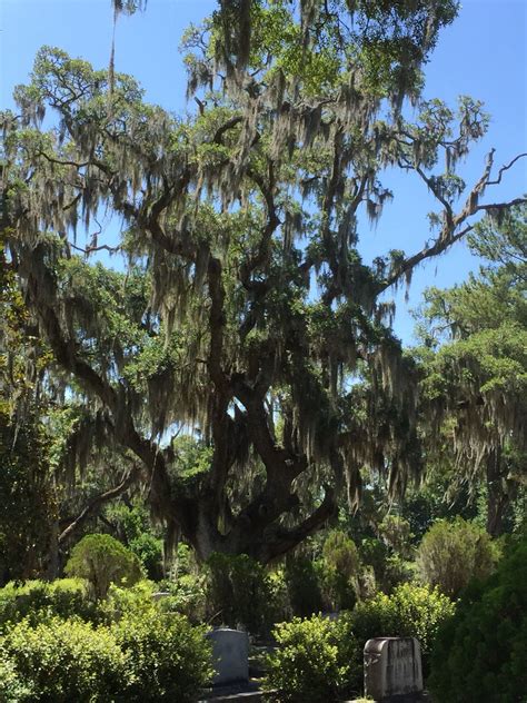 Add them now to this category in savannah, ga or browse best landscaping. bonaventure cemetery - savannah ga. | Plant pictures, Cool ...
