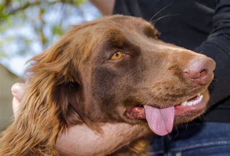 The brittany doesn't require a lot of grooming. Cala - 18 month old female Brittany Spaniel cross German ...
