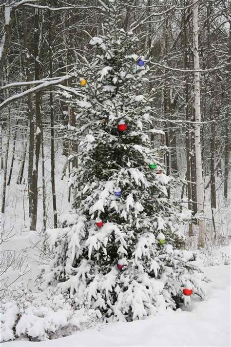 Christmas Tree In Snow By Northup Photography ~ Love Ornaments On