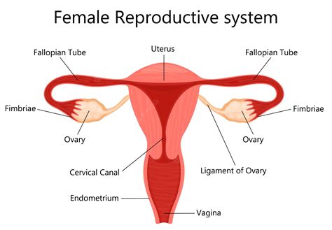 Female Reproductive System With Labelled Parts On White Background