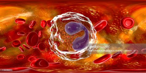 Eosinophil White Blood Cell Illustration High Res Vector Graphic