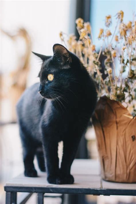 Morticia (excellent for black cats). 20 Best Black Cat Names - Male and Female Black Kitten Names