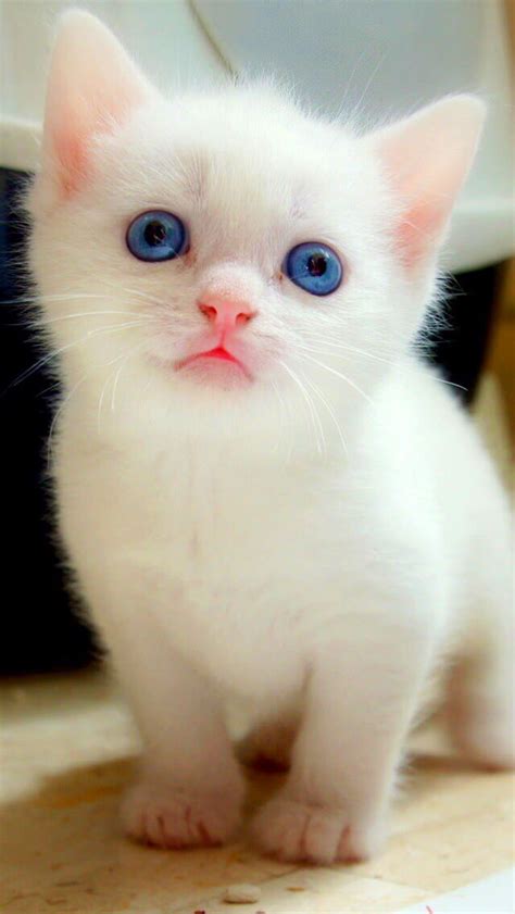 White Kitten With Blue Eyes Fotos Con Gatos Gato Blanco Ojos Azules