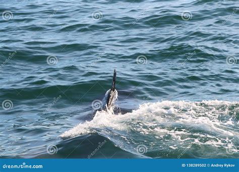 Killer Whale Under Water Only A Fin Above It Stock Photo Image Of