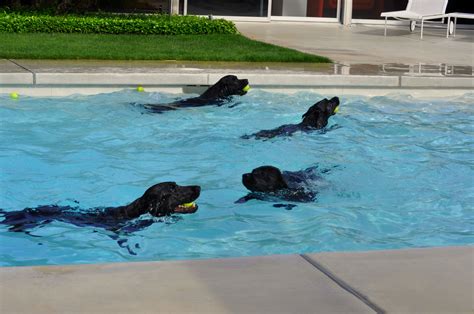 Happy Labradors In A California Pool Black Labrador Retriever Pets