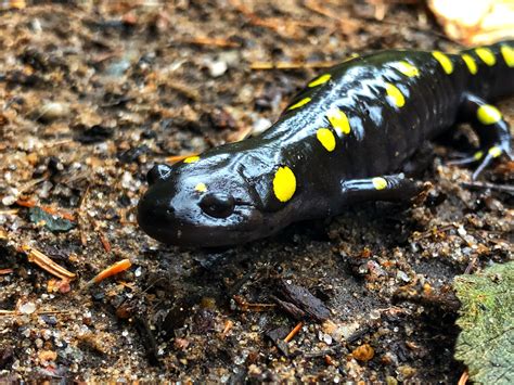 Naturalist Leading Event To Protect Yellow Spotted Salamander Migration