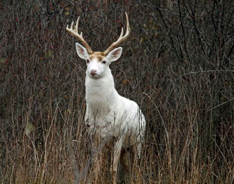 Future Uncertain For Rare White Deer At Former Weapons Site Us News