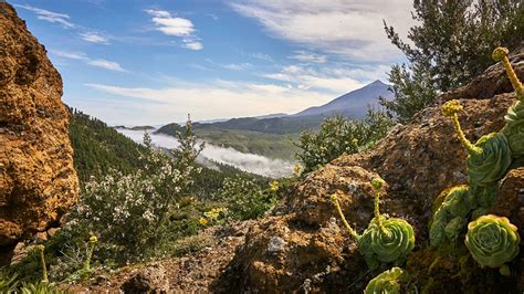 Canary Islands Wallpaper