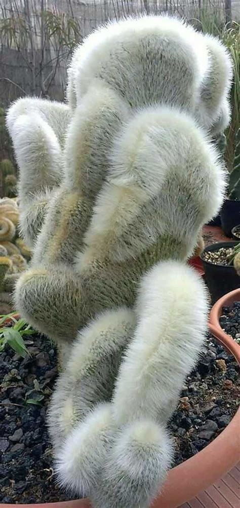These 17 Unusual Plants Just Prove Nature Can Be Weird Sometimes In