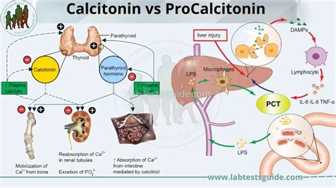 Calcitonin Vs Procalcitonin Lab Tests Guide