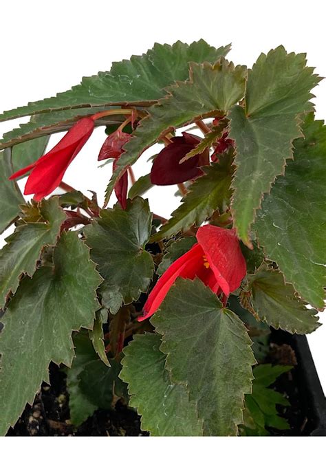 Begonia Mistral Dark Red 4 Inch The Garden Corner