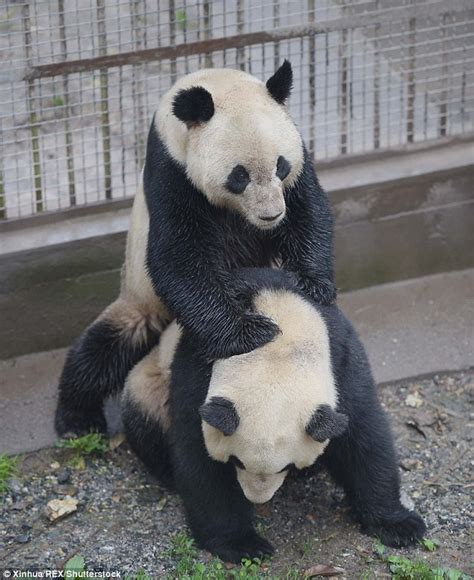 Giant Pandas Finally Mate After Park Keepers At A Chinese Zoo Poke The