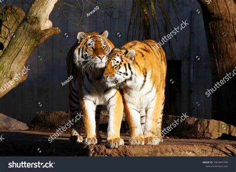 732 Zoo Copenhagen Stock Photos Images And Photography Shutterstock