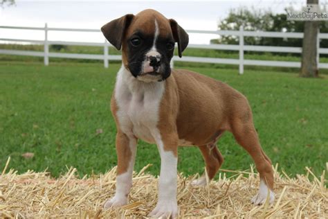 Lisa is the person who helped me find my new baby and was wonderful the whole way. Boxer puppy for sale near Kansas City, Missouri. | 577d381d-34a1
