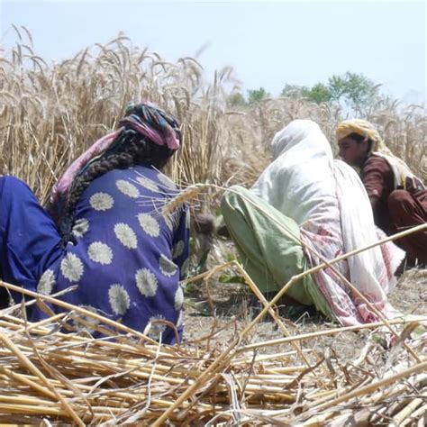 سندھ میں زرعی مزدور خواتین کے لیے قانون سازی ضوابط کی عدم موجودگی میں نئے قوانین بیکار ہیں۔