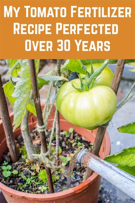 Maybe you would like to learn more about one of these? My Tomato Fertilizer Recipe Perfected Over 30 Years in ...