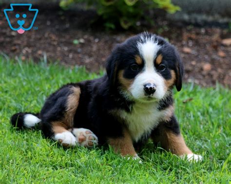 Look at pictures of mountain cur puppies who need a home. Chris | Bernese Mountain Dog Mix Puppy For Sale | Keystone Puppies