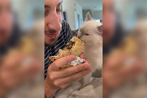 Colorado Cat Goes Viral For Stealing Owners Burrito